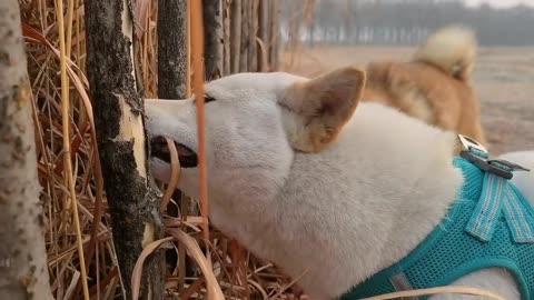 Dog’s investigation of the straw field.