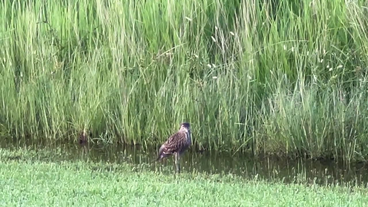 Night Heron in the daytime: 8-16-2024