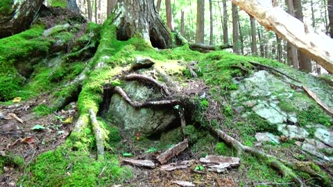 Tree Face
