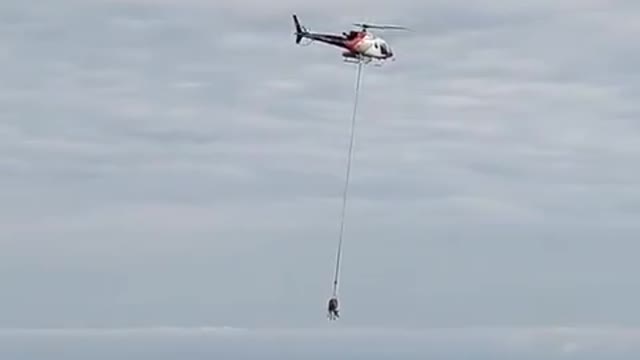 Switzerland，' flying cow '