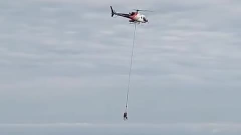 Switzerland，' flying cow '