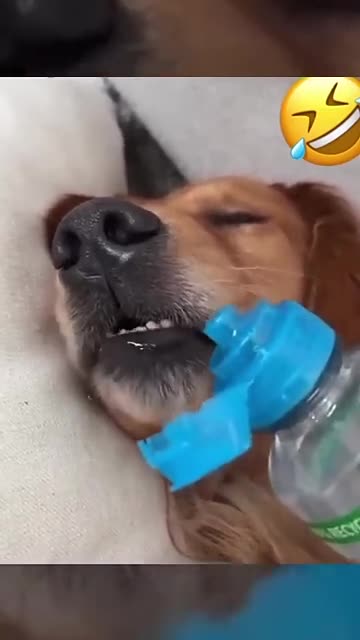 Very_funny_cat_and_dogs_compilation