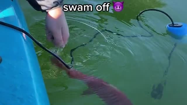 You're right, this salmon looks dead to me. Barely swam off