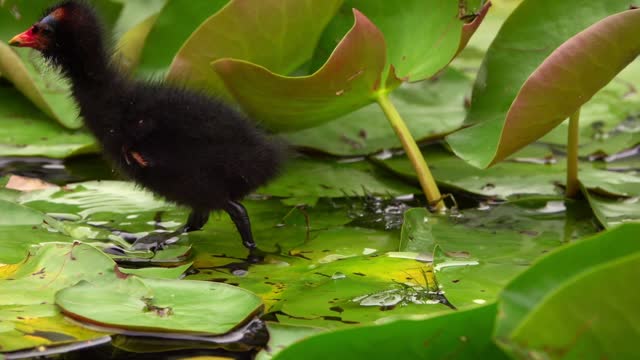 Lotus Flowers And Leaves In Lake Water And Chick