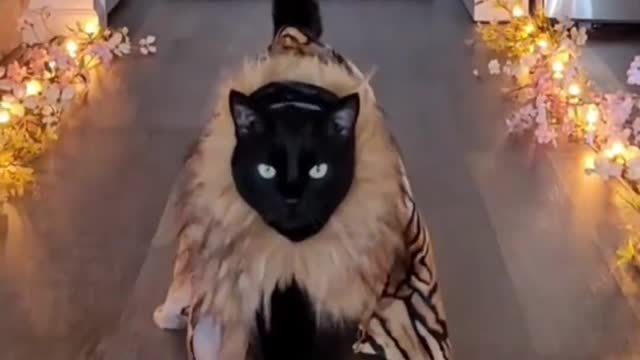 The cat costume show is full of bigwigs!