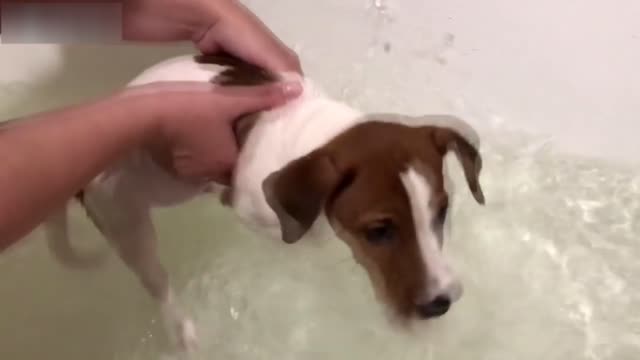 Cute Baby Animals