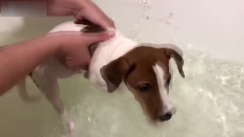 Cute Baby Animals