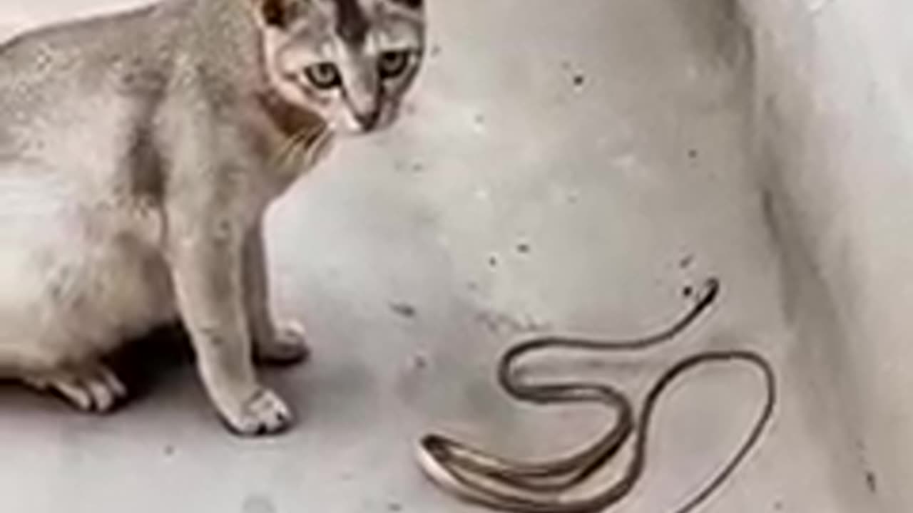 The Terrifying Battle for Survival between the Cat and the Snake