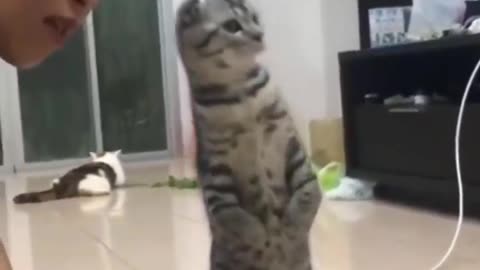Funniest Cats 😹 - Don't try to hold back Laughter 😂 - Funny Cats Life