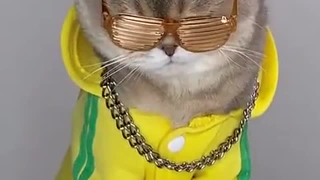 Cute cat wearing Glasses and Dancing.