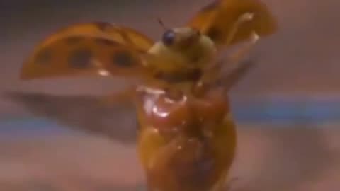 LADYBUG TAKING FLIGHT