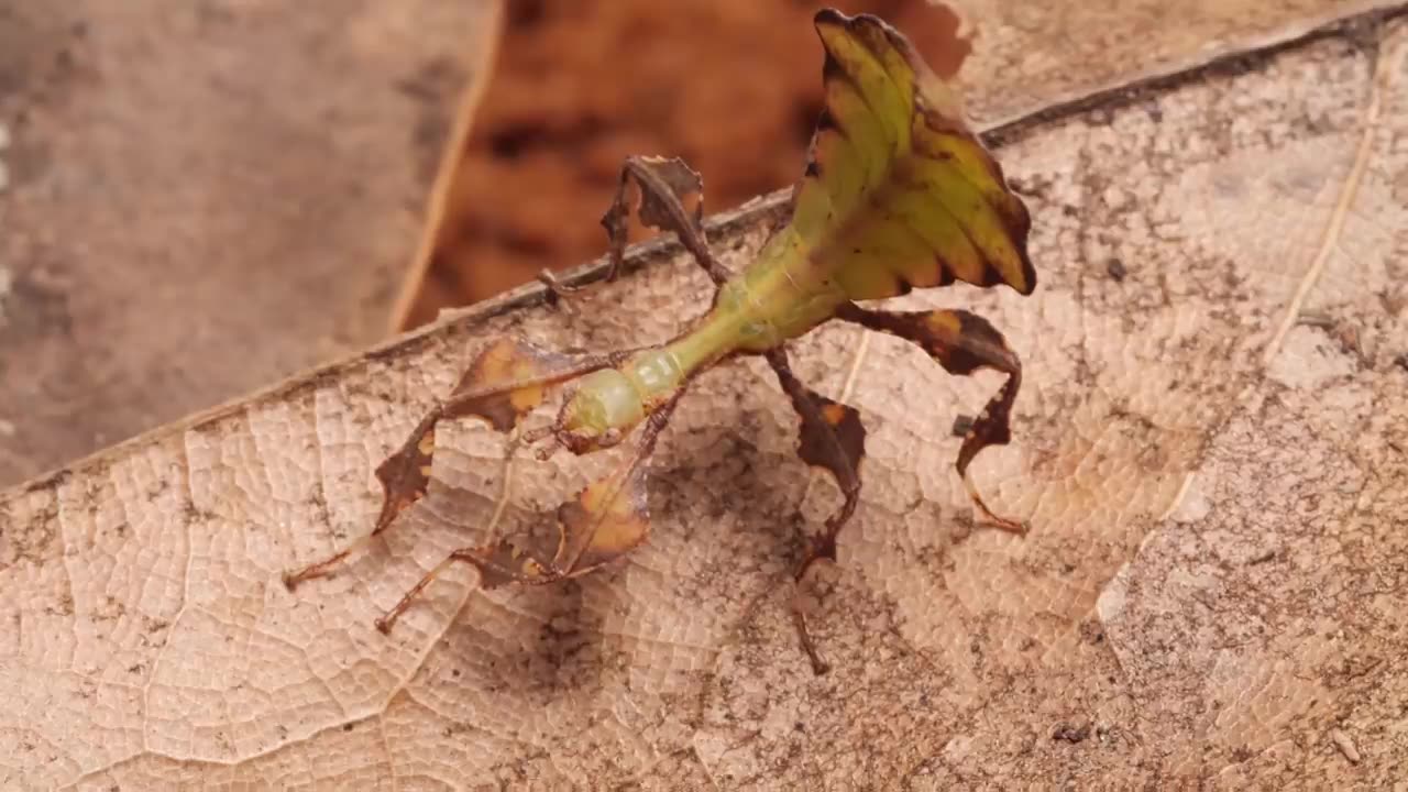These Giant Leaf Insects Will Sway Your Heart _ Deep Look.mp4