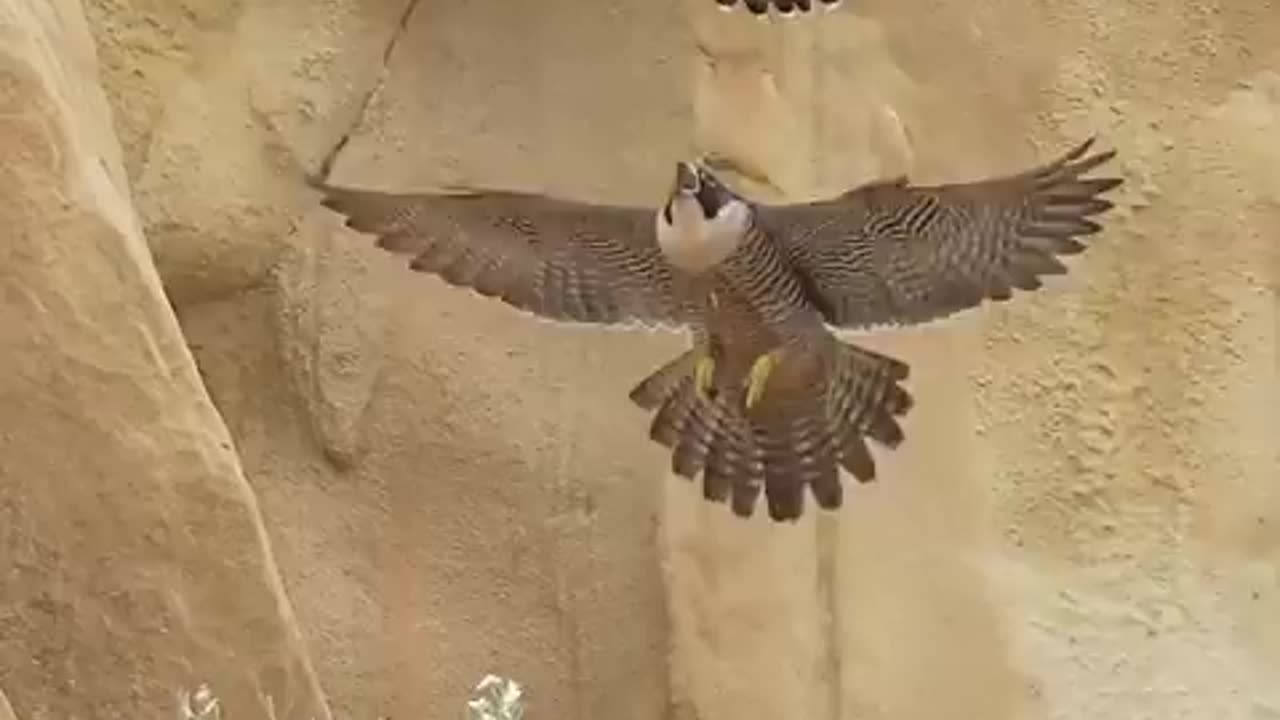 "During nesting season, male Peregrine Falcons hunt and deliver food, while