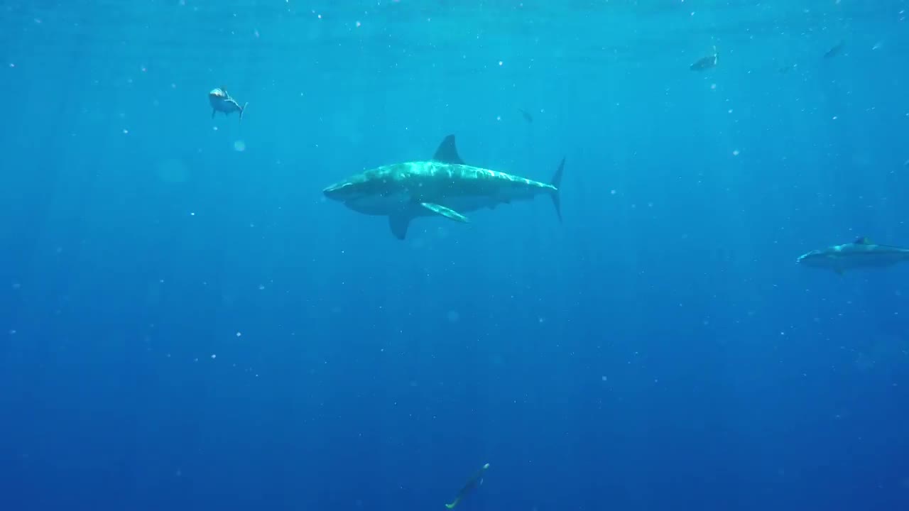 Swimming with sharks