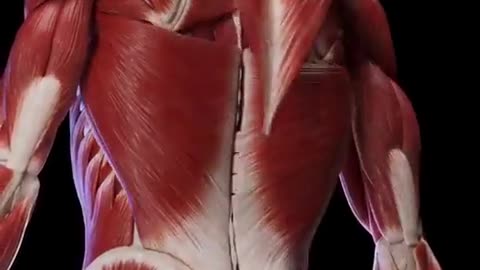 Muscles inside your back