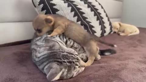 Funny Cat Reaction to Puppies [ Kitty sees them for the First Time ]