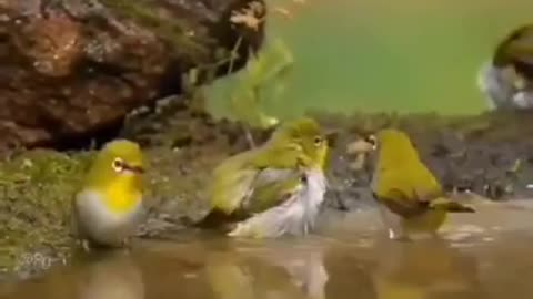 Cute Little Birds Are Taking a Bath #shorts #viral #shortsvideo #video