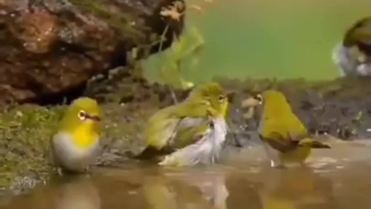 Cute Little Birds Are Taking a Bath #shorts #viral #shortsvideo #video