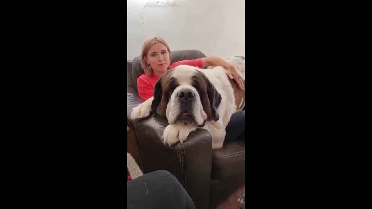 Best Funniest Saint Bernard Video's of 2022 - Funny and Cute Dogs🐶 Videos!