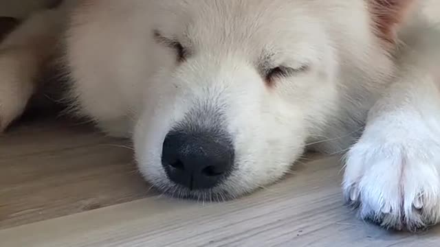 Samoyed is super cute