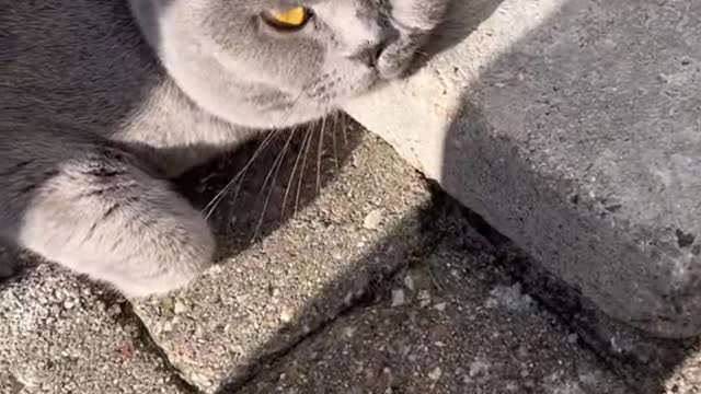 The cat loved the brick