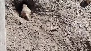 Funny cute Meerkats