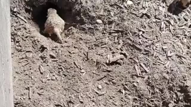 Funny cute Meerkats