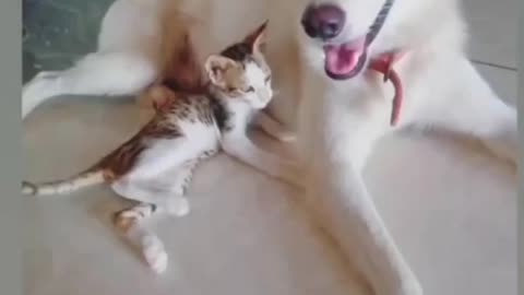 Funny 🤣 dog and cats are frnds 😹