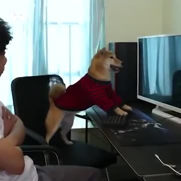 Don’t_stop_a_smartest_dog_playing_video_games