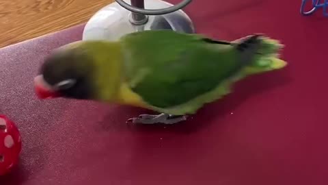 Funny parrot