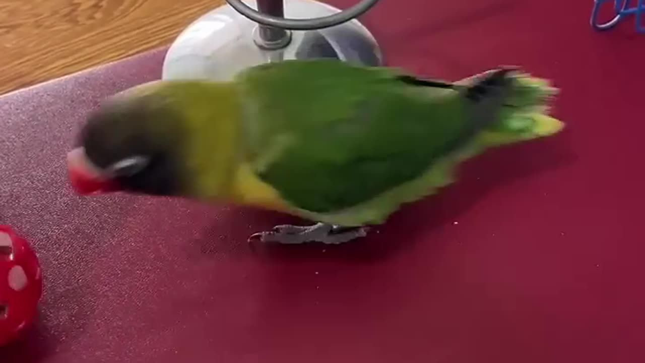 Funny parrot