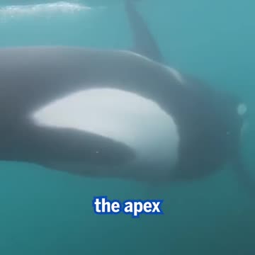🐋😅 Heart-stopping moment as a Swimmer comes face to face with a pair of KILLER whales