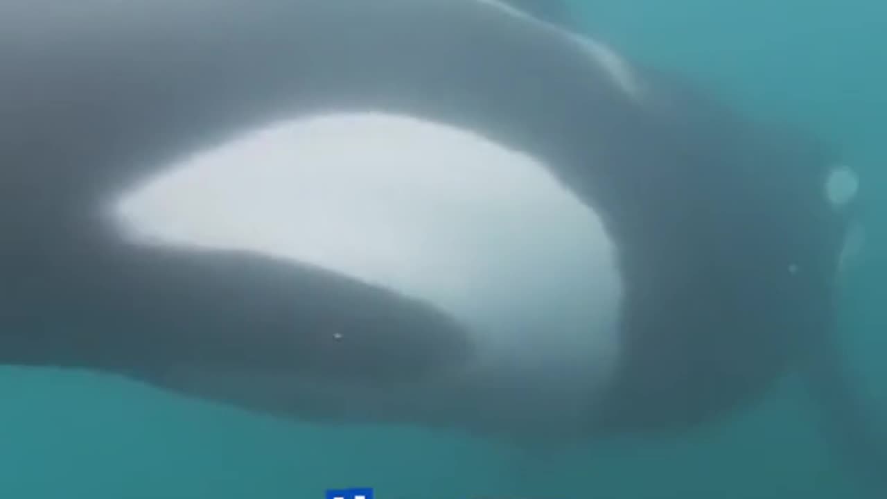 🐋😅 Heart-stopping moment as a Swimmer comes face to face with a pair of KILLER whales