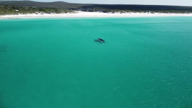 Southern Right Whale and White Calf just off the beach