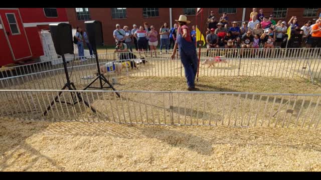 pig races ksf 22 with jigy jaguar