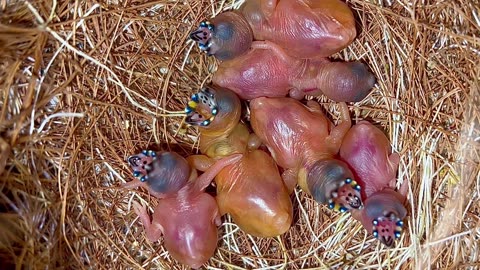 Baby Finches in bird nest