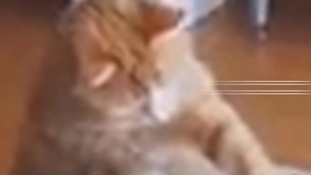 The funniest cat video 2021 #catfunny