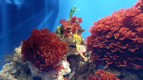 Seahorse in the aquarium