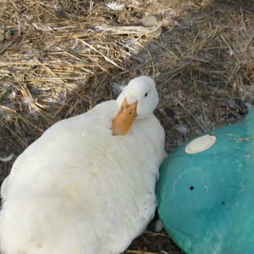 Winter Feathers get Duck Stuck on Back