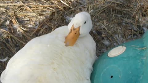 Winter Feathers get Duck Stuck on Back