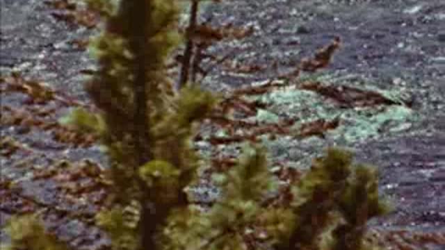 Four Seasons of Yellowstone (1970)