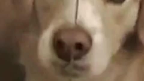Serious dog show off its pearly white teeth
