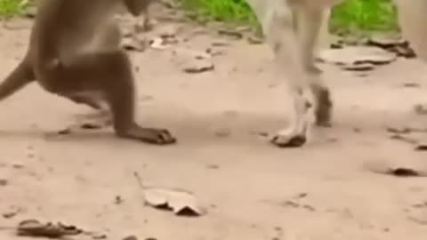 Funny dog