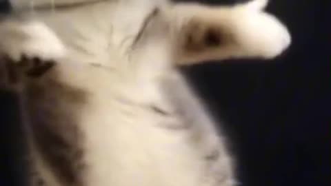 meow animals #meow #animals #cats #dogs #funnyvideo #funnycat