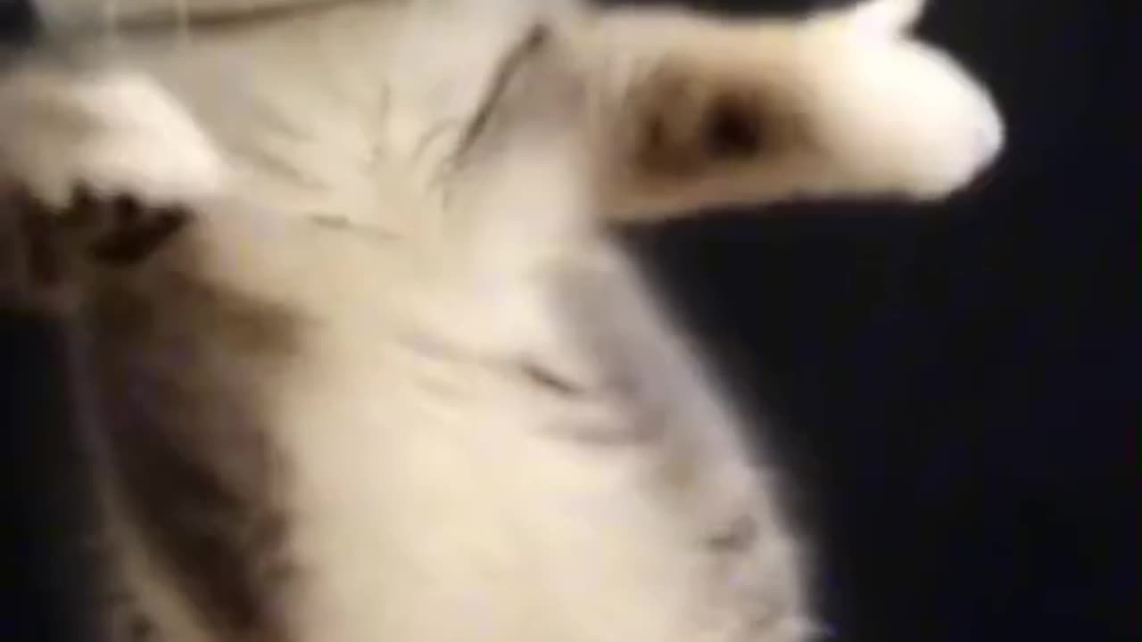 meow animals #meow #animals #cats #dogs #funnyvideo #funnycat