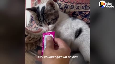 Kitten Who Couldn't Walk Changes Rescuer's Life | The Dodo