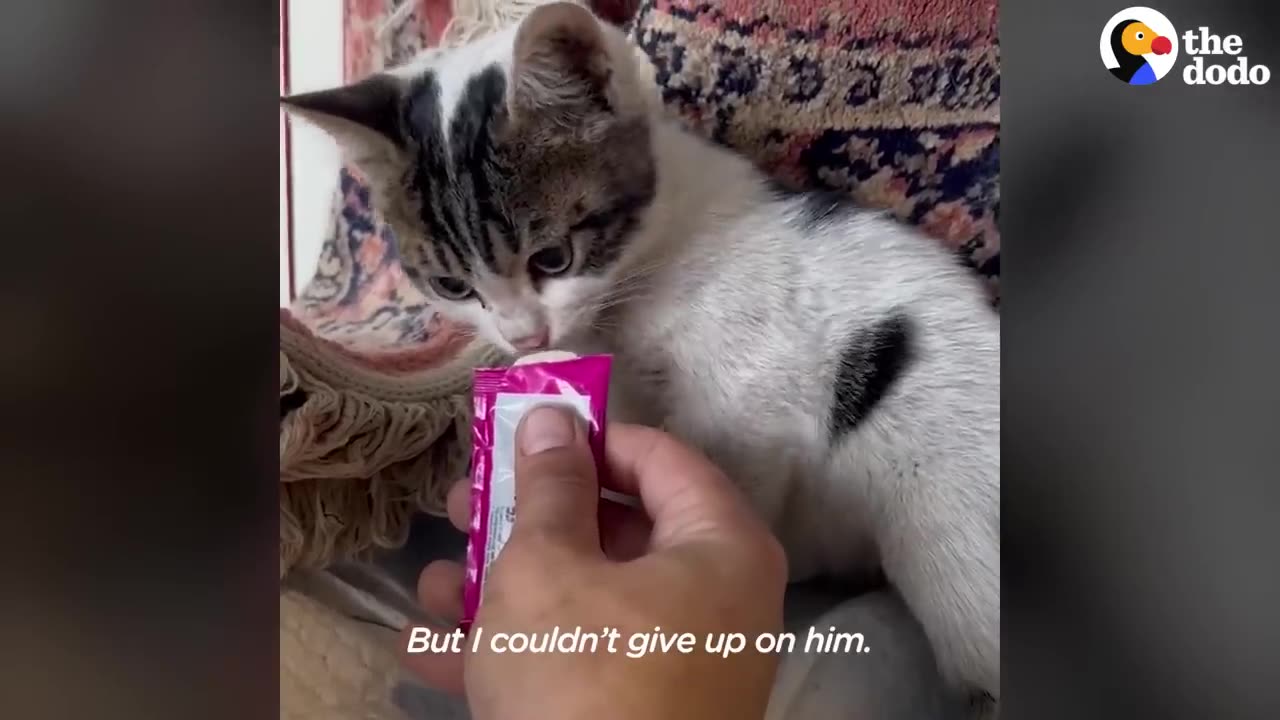 Kitten Who Couldn't Walk Changes Rescuer's Life | The Dodo