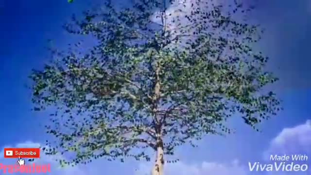 3d Amazing Tree Grow Video By Prasenjeet Meshram