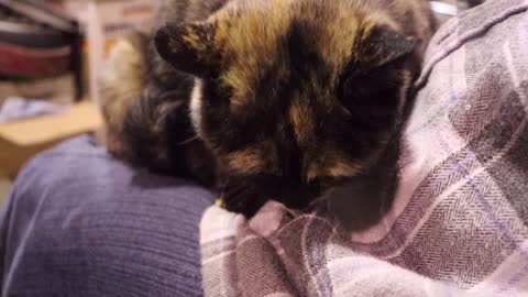 love starved rescue cat puusuu purrs and kneads as she is petted