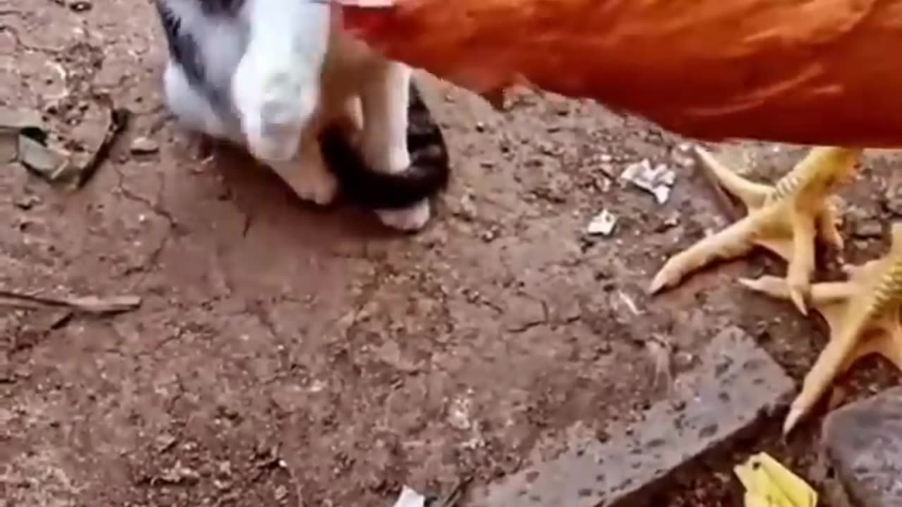 funny cat-vs-chicken